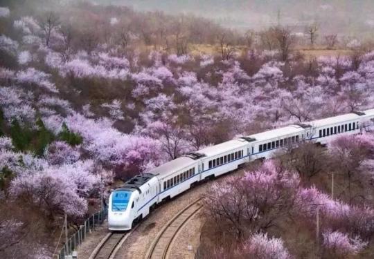 北京的樱花快要开了，我们在哪里见？