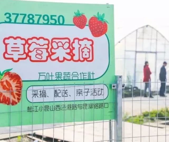 2019上海草莓采摘地图[墙根网]