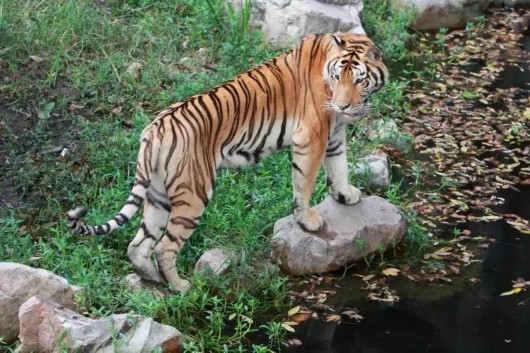 上海动物园今年要开新园区了！足足30000平方米！[墙根网]