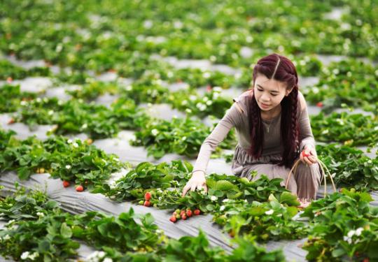 上海草莓采摘