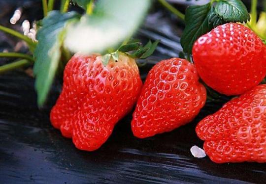 上海头茬冬季草莓上市 价格走高批发价60元