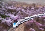 北京樱花