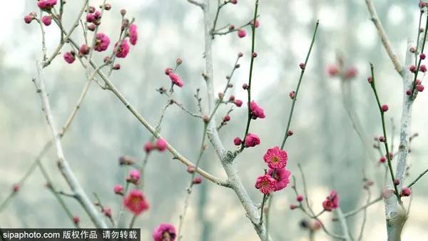 梅花开了！北京唯一以梅为特色的景点，已成花海！