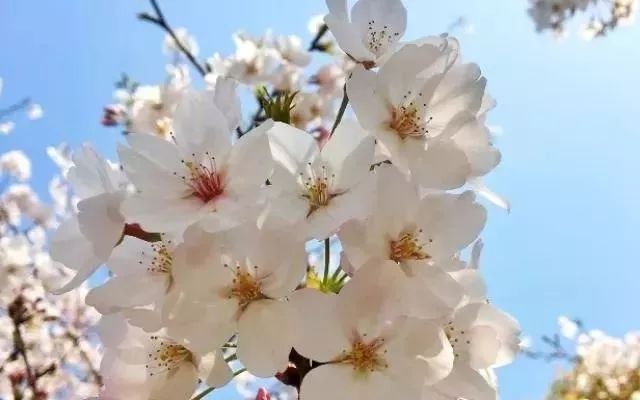 2019上海樱花节游览攻略（时间+地点+交通）[墙根网]