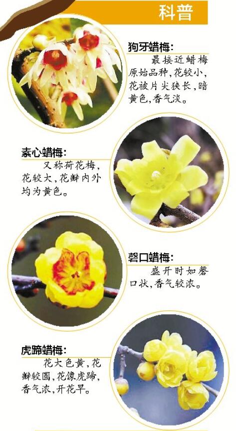 北京今春首个赏花季本周开启 各大公园看点抢先瞧[墙根网]
