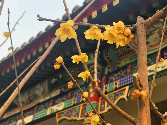 北京今春首个赏花季本周开启 各大公园看点抢先瞧[墙根网]