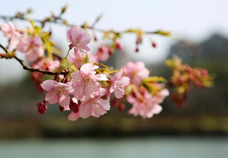 2019上海植物园河津樱3月初进入最佳观赏期 樱花盛宴