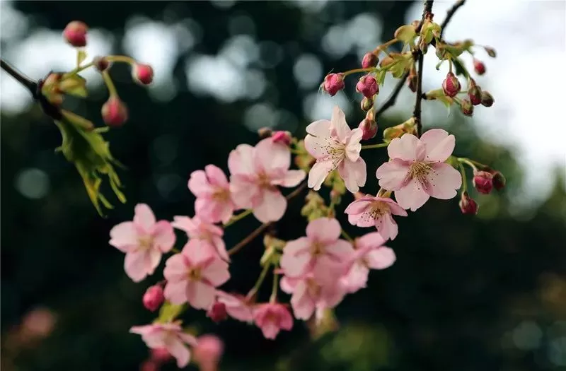 上海植物园河津樱3月初进入最佳观赏期 樱花盛宴
