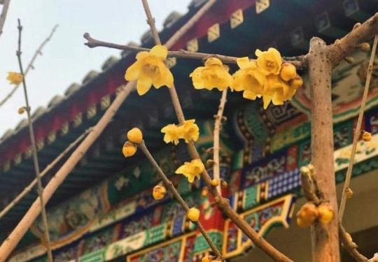 北京今春首个赏花季本周开启 各大公园看点抢先瞧