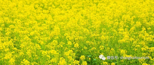 三月了！八种方式开启上海春日悠游模式[墙根网]