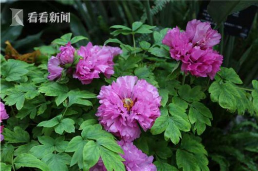 2019辰山植物园“三八”国际妇女节优惠活动