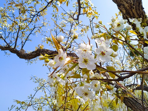 春季来房山赏花 赏花地图已经准备好了[墙根网]