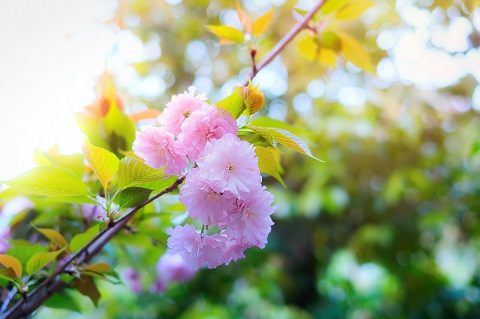 春季来房山赏花 赏花地图已经准备好了[墙根网]
