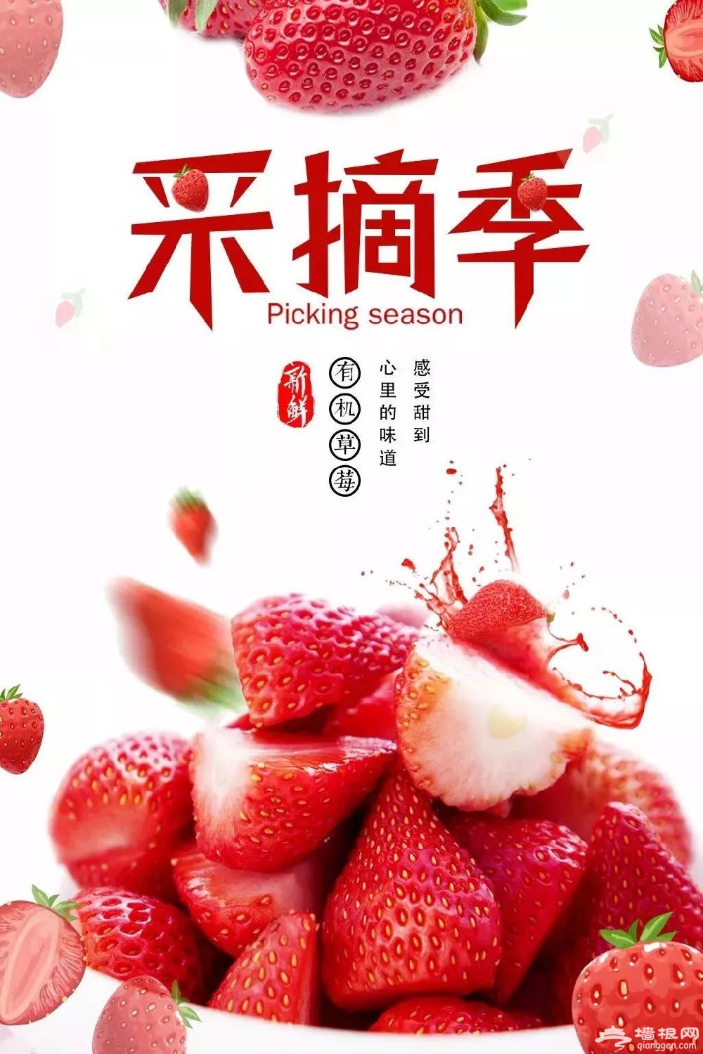 2019上海白鹤草莓节（时间+地点+活动攻略）[墙根网]