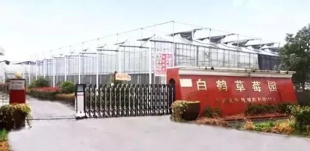 2,上海白鹤草莓产业园地址:青浦白鹤镇路8号(上海源怡种苗)