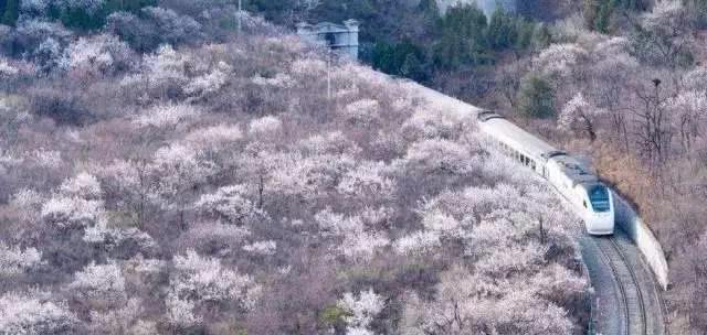 何必远赴日本，北京这趟樱花专列只要6块钱，便能穿越粉红的浪漫花海！[墙根网]
