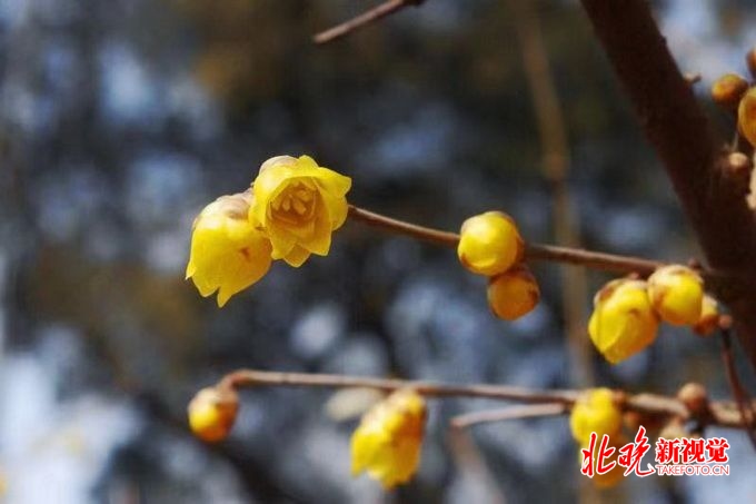 迎春花开蜡梅香！北京市公园管理中心推荐20处观春景观[墙根网]
