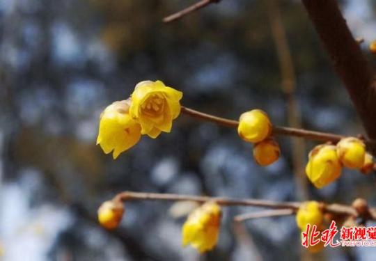 迎春花开蜡梅香！北京市公园管理中心推荐20处观春景观