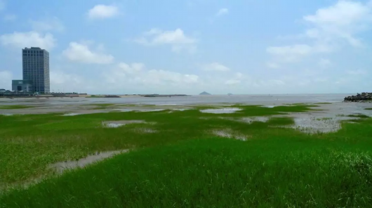 上海十大最美湿地都在这里，来看魔都自然风光[墙根网]