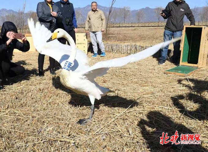 四只天鹅北京野鸭湖放飞，园林绿化部门呼吁市民文明观鸟[墙根网]