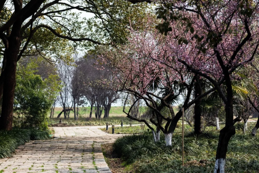 绵绵阴雨已离我们远去,趁着春色正好,不如相约来大观园转转,走进宝钗