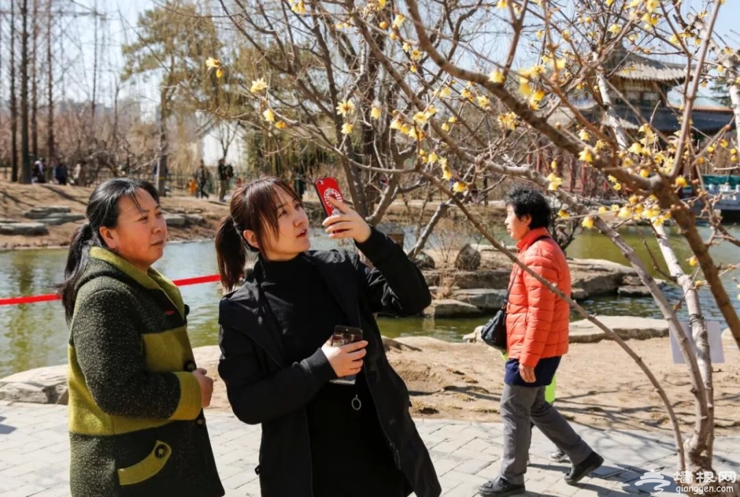 何处寻早春，园博春韵盼你来″探花″[墙根网]