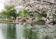 2019北京玉渊潭公园樱花有望下周报春，垂枝樱静待游客前来观赏
