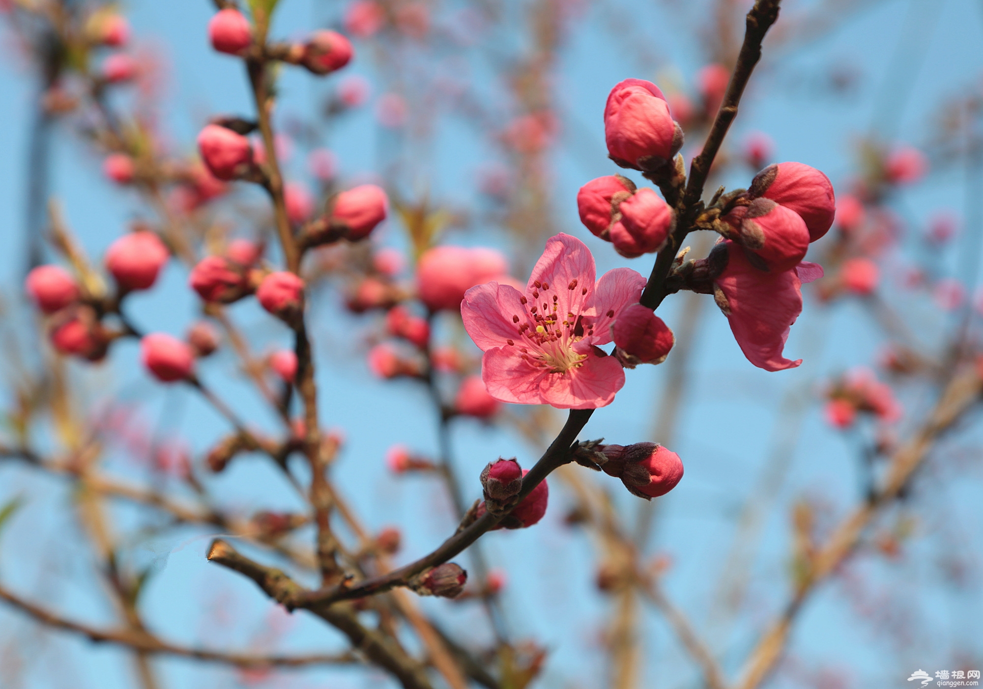 桃花报春 上海植物园下周进入早桃花盛花期[墙根网]