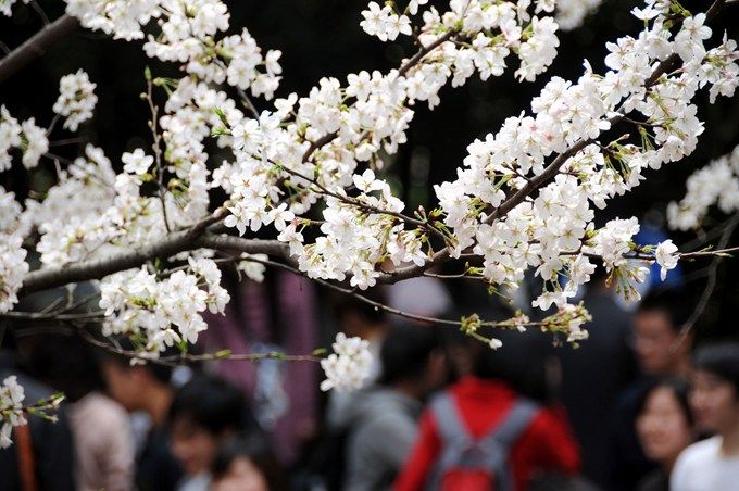 2019武汉大学樱花预计月底全面绽放，观赏将继续采取网上预约形式[墙根网]