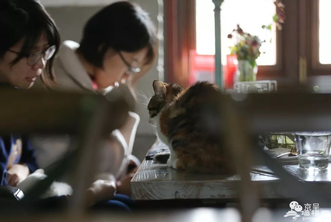 喵客 北京什刹海的“乌托邦” 但聚在这儿看电影品咖啡的却是猫咪[墙根网]