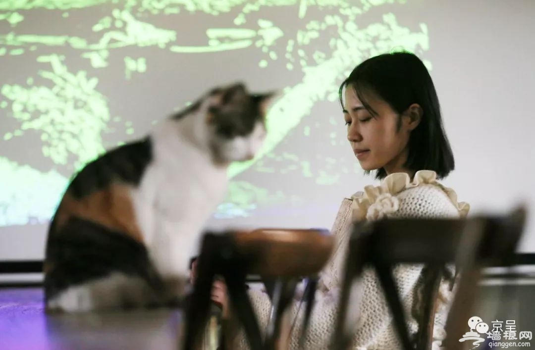 喵客 北京什刹海的“乌托邦” 但聚在这儿看电影品咖啡的却是猫咪[墙根网]