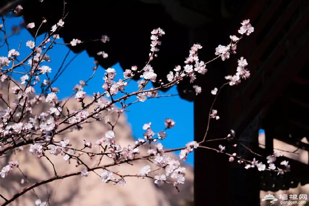 2019北京凤凰岭桃花开了吗？附欣赏线路推荐[墙根网]