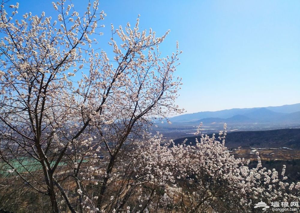2019北京凤凰岭桃花开了吗?附欣赏线路推荐