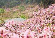 2019北京香山公园赏花攻略（花期+线路+亮点）
