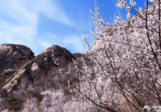 2019北京凤凰岭桃花开了吗？附欣赏线路推荐