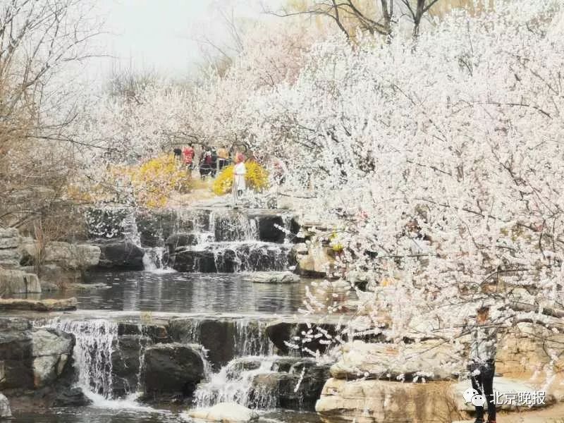 北京植物园的桃花开了！打卡赏花“网红景区”看这里[墙根网]