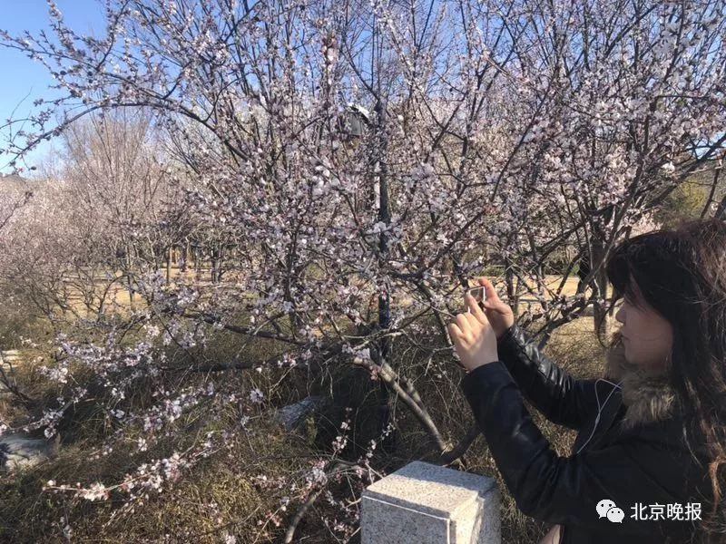 北京植物园的桃花开了！打卡赏花“网红景区”看这里[墙根网]