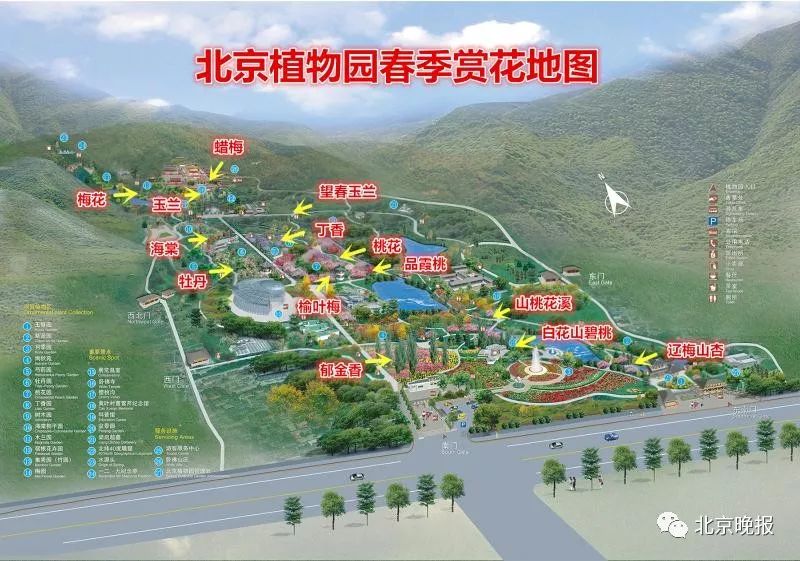 北京植物园的桃花开了！打卡赏花“网红景区”看这里[墙根网]