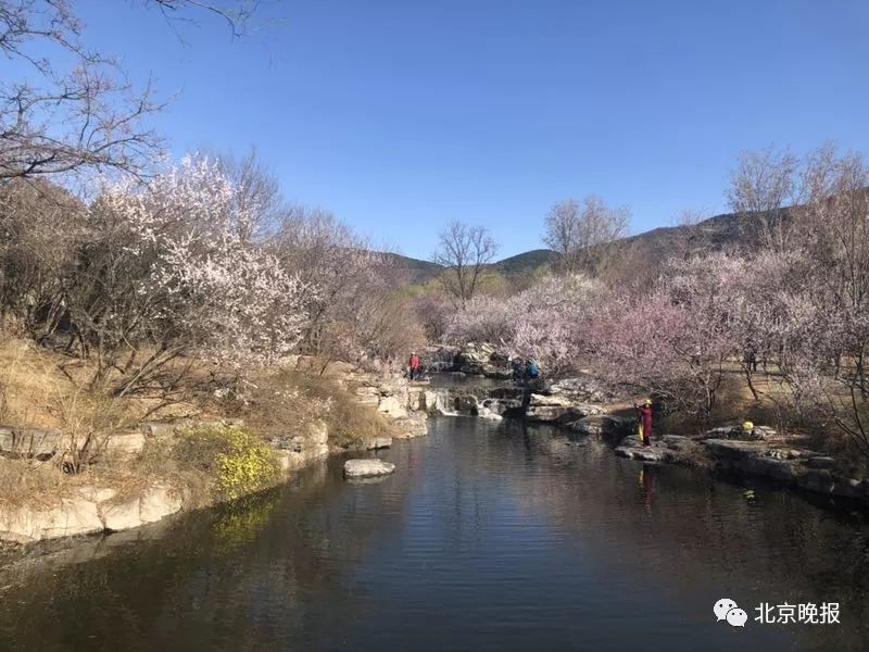 北京植物园的桃花开了！打卡赏花“网红景区”看这里[墙根网]