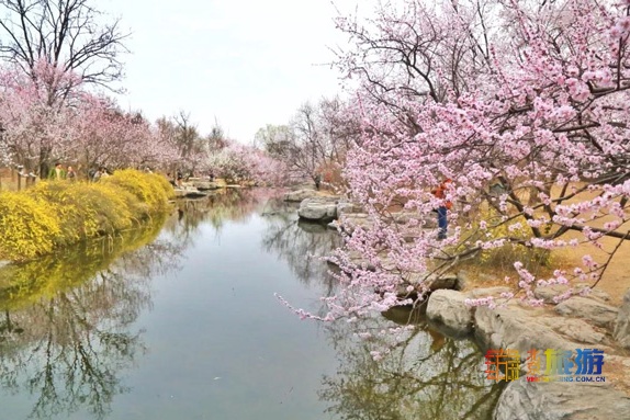 2019第31届北京植物园桃花节赏桃花（时间+线路+交通）[墙根网]