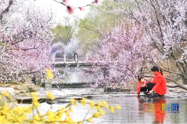 2019第31届北京植物园桃花节赏桃花（时间+线路+交通）[墙根网]