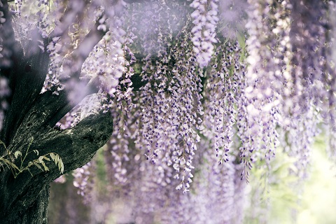 2019北京蟒山公园风铃节（时间+地点+免费门票）[墙根网]