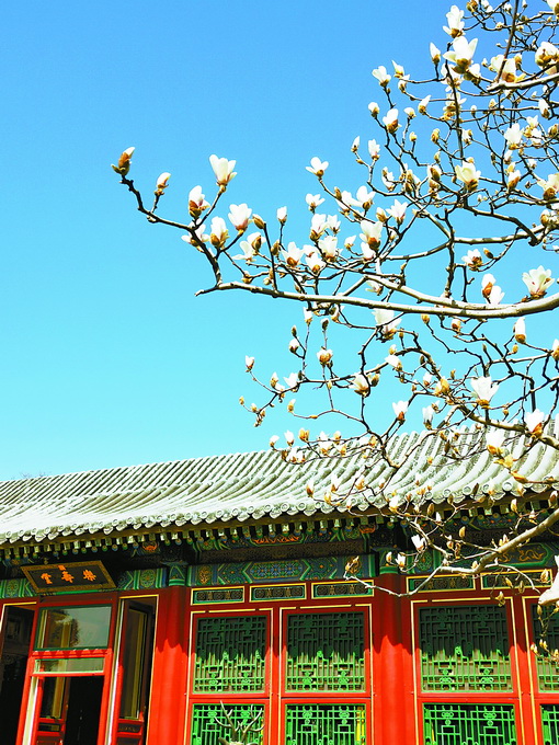 北京颐和园里玉兰初绽正是最佳观赏期 一树芳华便是春