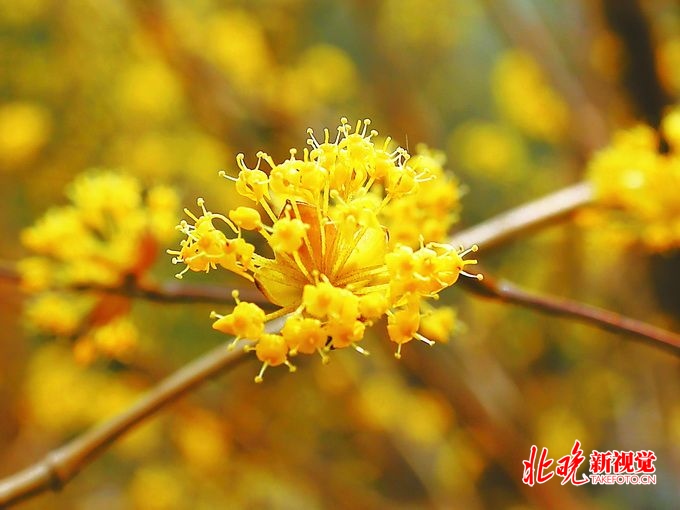 北京景山公园山茱萸古意浓浓，满树金黄，丝毫不比迎春花逊色[墙根网]