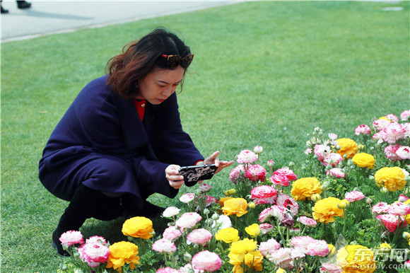 上海（国际）花展开幕在即 “当家花旦”扮靓整个春天[墙根网]