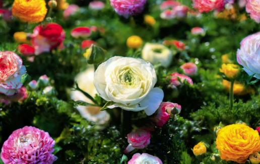 2019上海国际花展主题双花介绍[墙根网]