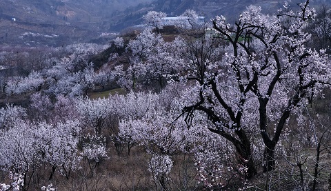 2019北京平谷北寨杏花海赏花季(花期+路线)[墙根网]
