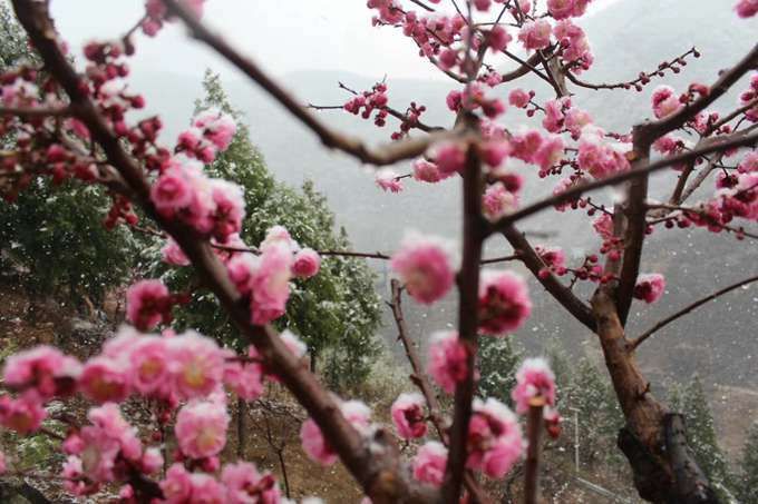 北京怀柔响水湖傲雪红梅映长城 引得游客来[墙根网]