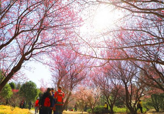 北京这10处市属公园正花香四溢，还有10种“春花文创”