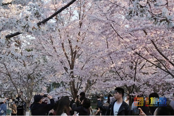 最佳观赏期已到！3000棵樱花，北京真正的花海，规模是武大的3倍[墙根网]